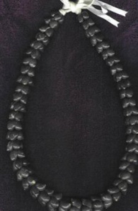 Shell: Shell of Moloka'i