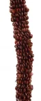 Seed: Koa Seed